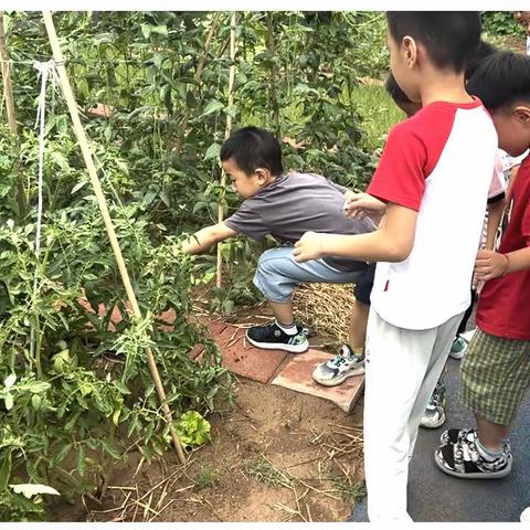 糖拌西红柿🍅——冰凉一夏