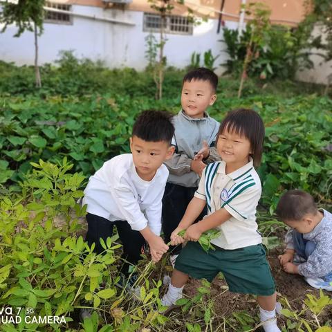 【周运集团西华县幼儿园】“秋风不负🍂 花生🥜涌动”秋季大丰收之采摘花生🥜