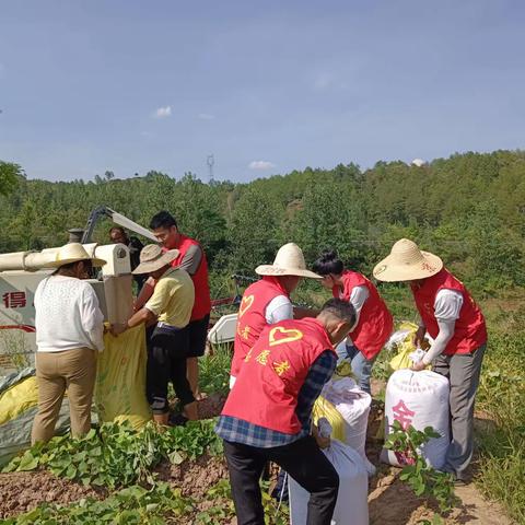 屏山镇新坊村：双抢农忙进行时，志愿服务暖人心