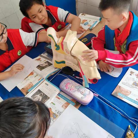 灵动小耳朵，科学大发现——四年级上册科学课之耳朵的奇妙之旅