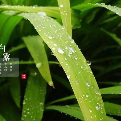 【热水幼儿园】二十四节气主题教育活动——白露