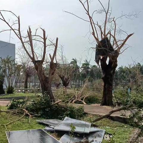 文昌市航天中学灾后自救校园环境整治工作剪影