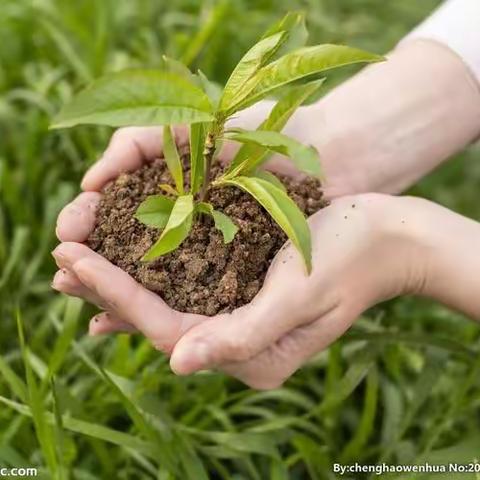 【泽馨苑幼儿园 朵朵班】我们一起成长——种植活动🌱🌱🌱