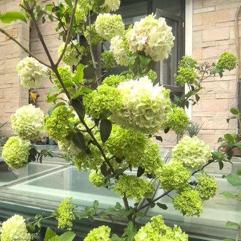 中华木绣球：天地间最蓬勃的生命宣言