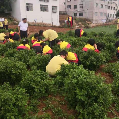 【淅川县第一初级中学】劳动砺心智，实践促成长——淅川县第一初级中学开展劳动基地实践活动