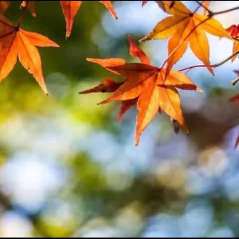落叶知秋到 一起趣拾秋——巩义市青龙山小学五年级秋季研学活动