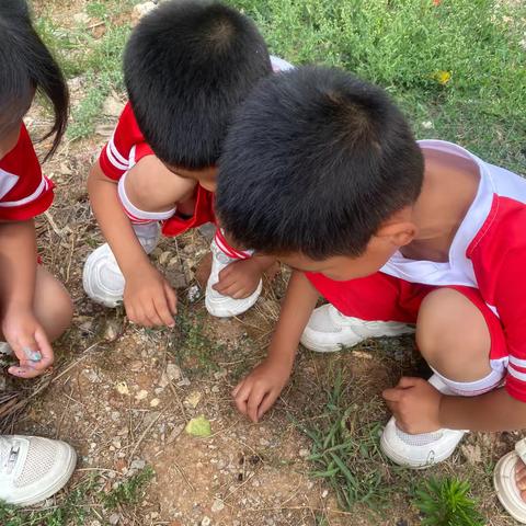 学习故事：探索西瓜虫的奇妙之旅