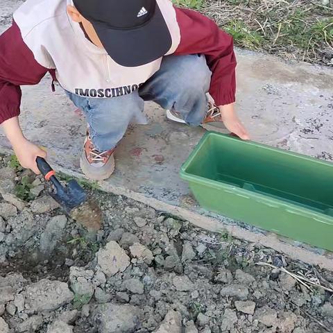 小番茄，大世界------青河镇第一幼儿园大三班植物角探索