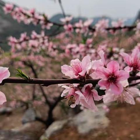 老师有话说系列——学生问我借手机给家长打电话，却避开我。