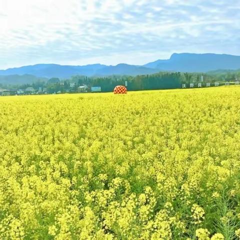 【课题动态08 】漫步油菜花海，邂逅烂漫春光——“野趣部落”之踏青活动