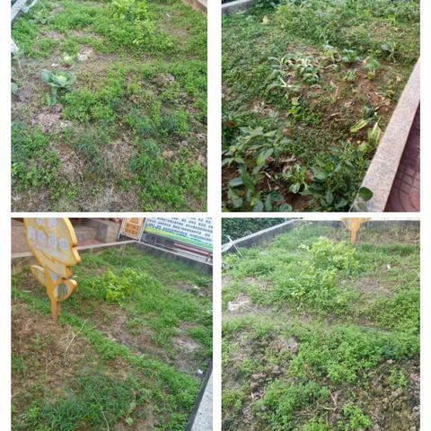 四7班小组种菜日记之豇豆篇