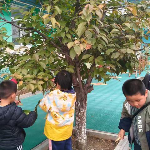 《叶子奇遇记》班本课程——赵各庄学区龙门幼儿园