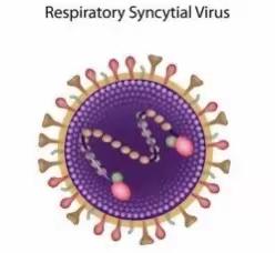 合胞病毒预防知识