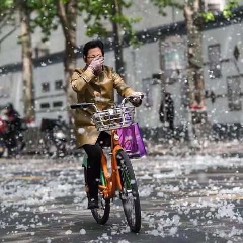 又到杨柳絮飘飞的季节，收好这份防护攻略