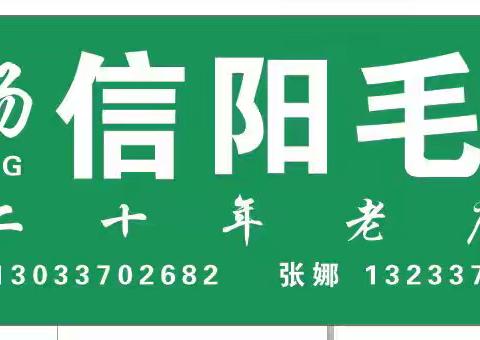 茗杨信阳毛尖：二十年匠心传承，品质如一