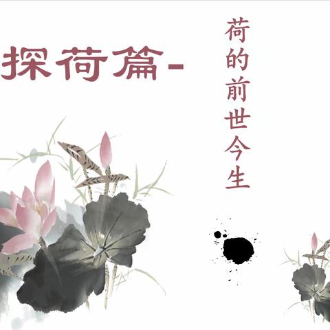 【课题动态02】 探荷篇—— 《“探荷 品荷 戏荷”教学模式提升农村小学生实践创新能力的研究》了解荷花 综合实践课