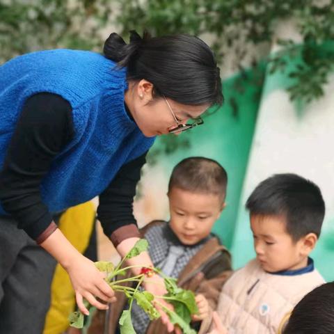 【县直幼•幼儿活动】总园：深耕“985”育人体系 从一颗幼苗开始———中班油菜“成长揭秘”行动（一）