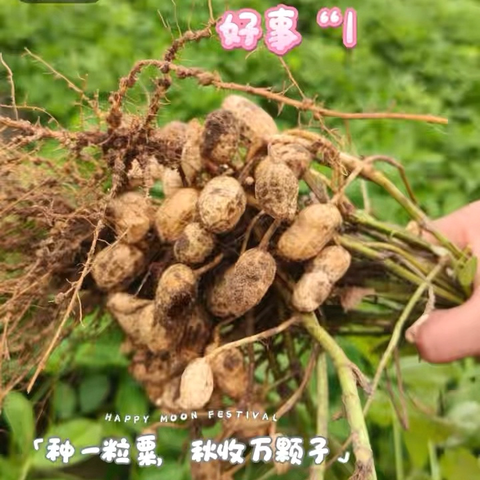 【遇见花生·好事“花”生】永兴学区中心幼儿园花生收获季