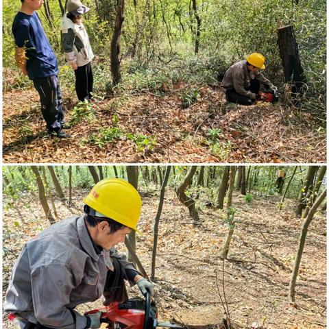 城西街道枯死松树清理工作完成阶段性任务