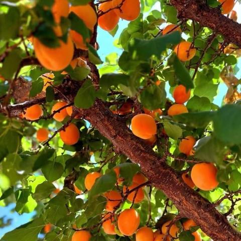 达克班嘉美姐姐🌸的简篇——小“杏”运