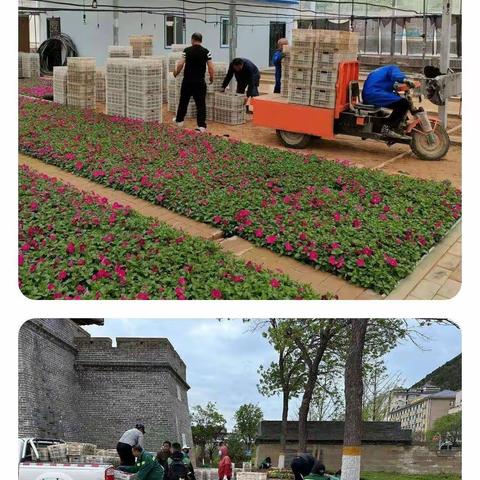 鲜花靓圣地 节日披盛装