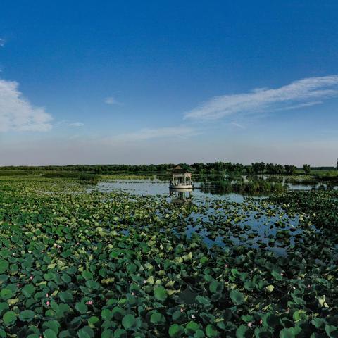 【水乡白云】奔走相告！白云湖街道消夏晚会要来了~