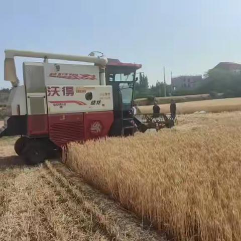丁山头村收麦忙，颗粒归仓笑颜扬