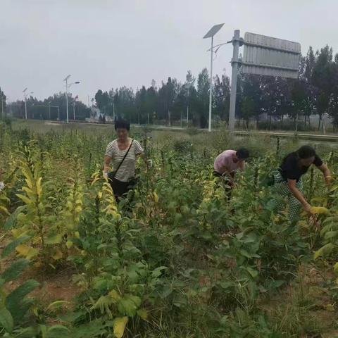 榆山街道丁山头村：盘活闲置土地 芝麻种植促增收 助力粮食安全