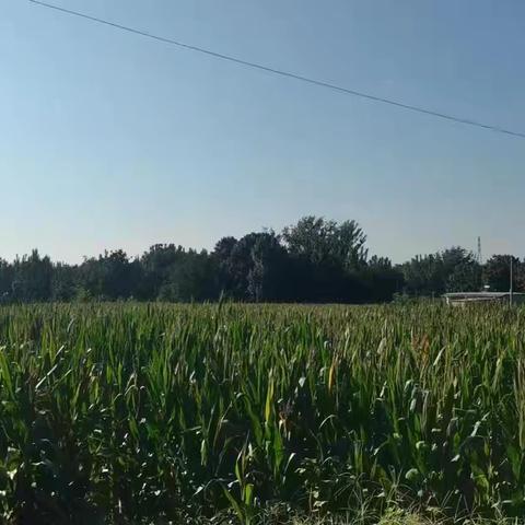 榆山街道丁山头村：修路保秋收，筑牢粮食安全“最后一公里”秋风