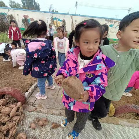 丰收之乐 薯趣满园—北孙各庄幼儿园红薯收获记