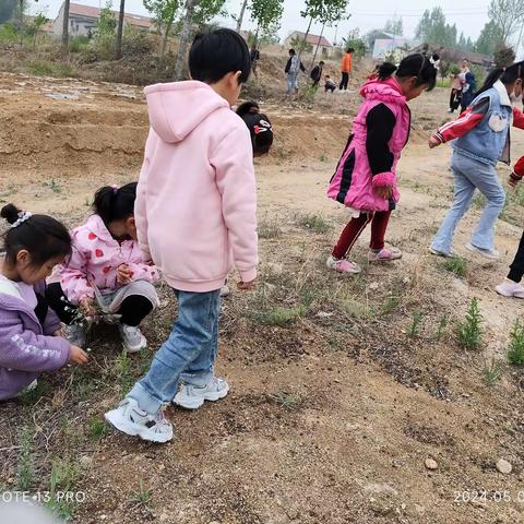 五一劳动节，挖野菜——徐店幼儿园实践活动