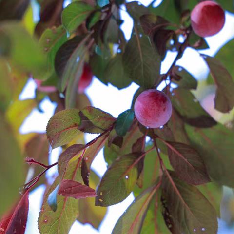 追风拾野，趣玩一“夏” 安吉县紫梅幼儿园工会活动