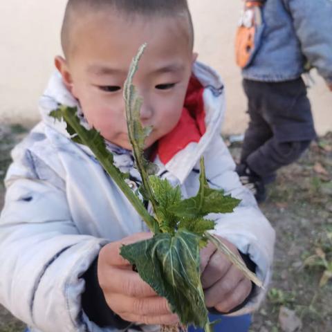 贾村学校：“拔萝卜”体验劳动与收获的快乐