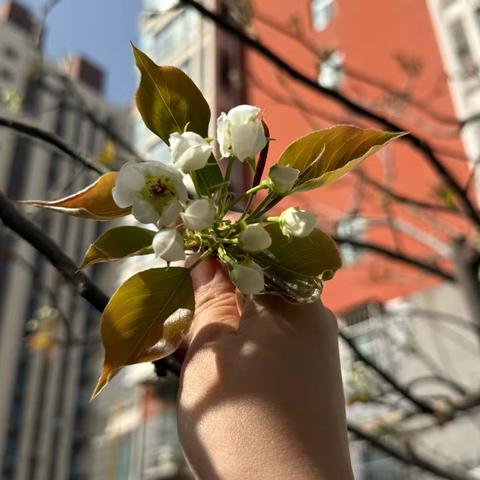 【双争有我】一树梨花，一树春——矿区区直幼儿园