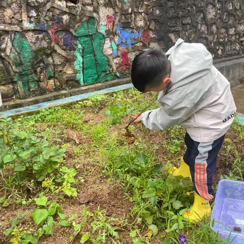 大三班——当土豆丰收，遇上生活区