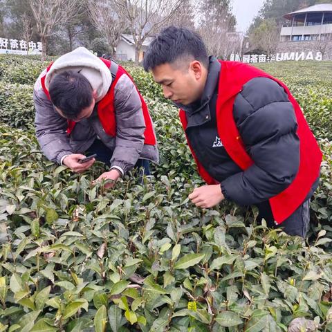 紫阳：开展春茶生长情况调研