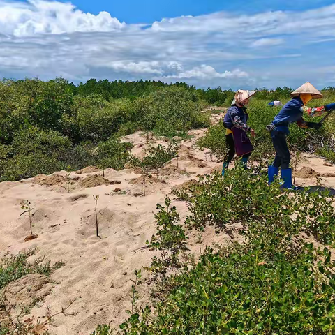 修复代替赔偿，共筑海岸生态屏障