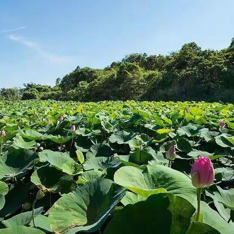 渔樵问对