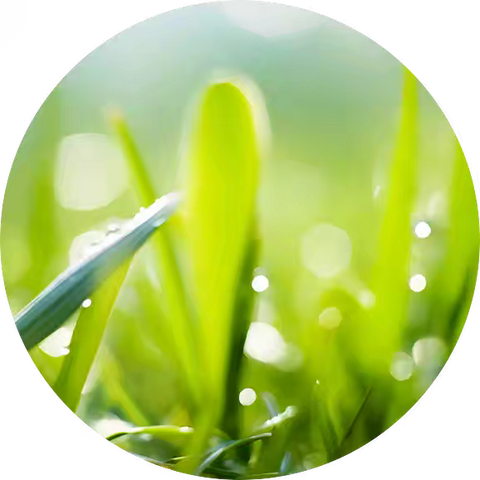 “清”风寄相思，“明”媚好春光——桑梓镇中心小学清明放假通知及安全提示