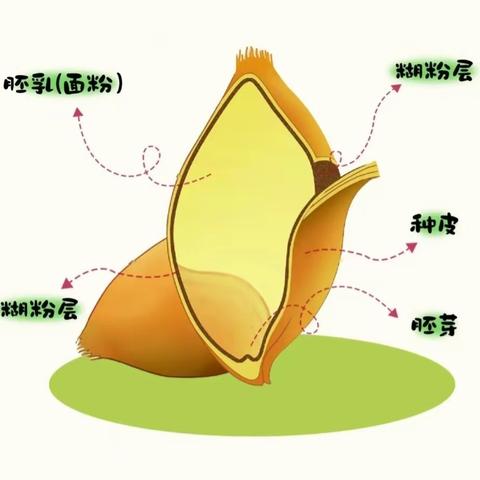 麦子里藏着甜——金砂幼儿园 2023年秋期中三班课程故事