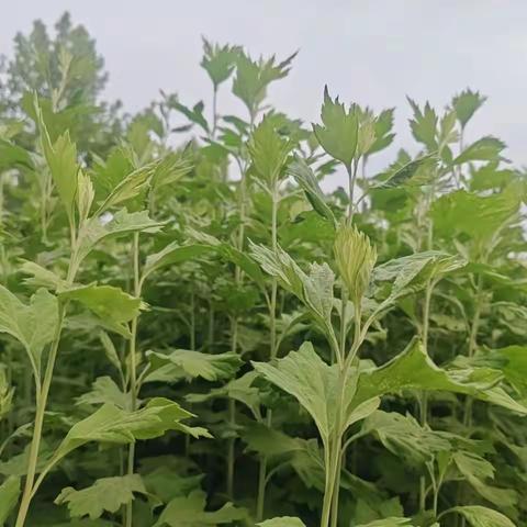 【和悦劳育】牢记党的教导·争做强国少年——新密市政通路小学2025年庆“六一”主题教育系列活动之“‘艾’在政通 香飘端午 ”劳动体验活动