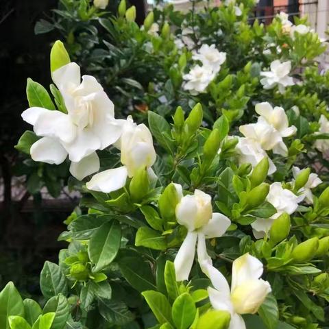 中1班食育课 夏季识“花”