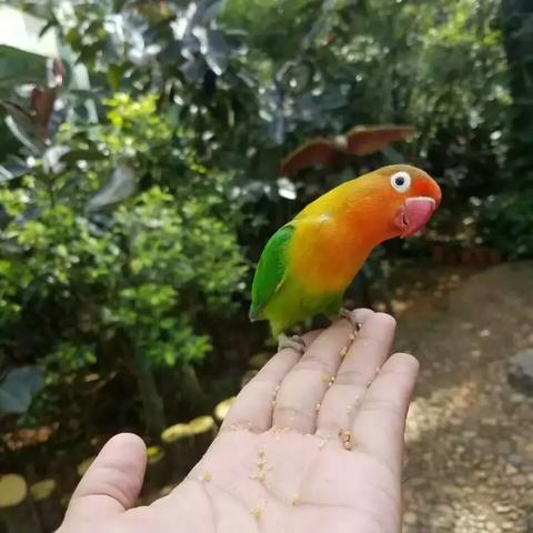 海南飞禽世界游玩记：与自然精灵的亲密接触---海口市丘浚学校三年级2班研学活动