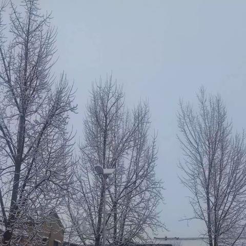 关爱学生幸福成长~【曹庄学区李曹庄小学】雪地里的小可爱