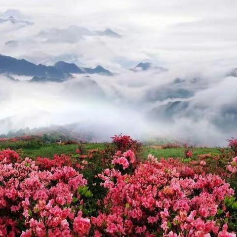 高坪乡杜鹃花讯