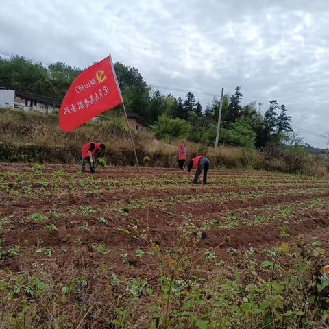 万盛村文明实践站开展油菜种植文明实践活动