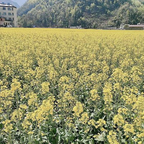 春暖花开，生机勃勃！