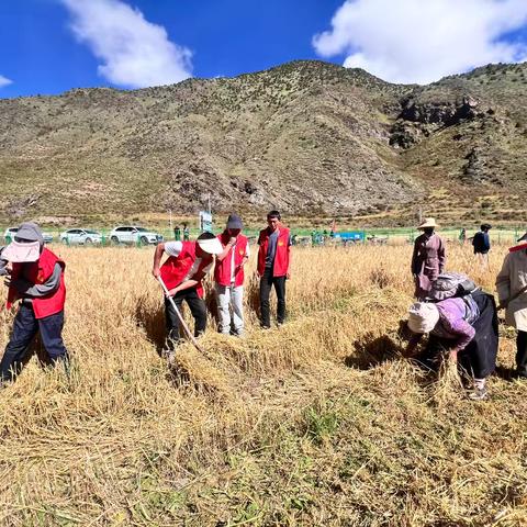 真达乡黑青稞种植基地喜获丰收