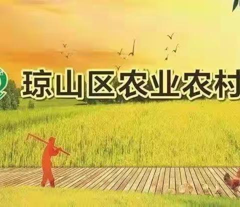 琼山区农业农村局协同海口市农业农村局在琼山区举办水稻机插现场演示会暨新机具推广演示会