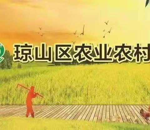 琼山区农业农村局局属区农林服务中心开展水稻机收损失监测调查工作      助力粮食颗粒归仓